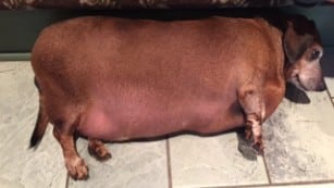 150831193831-overweight-dog-vincent-irpt-medium-plus-169