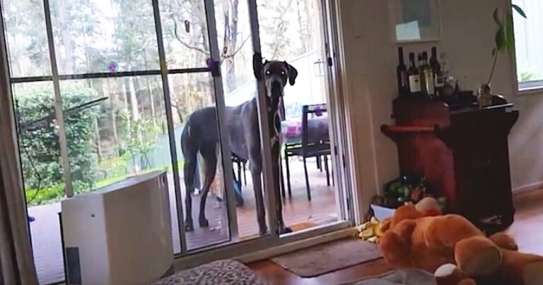 Δείτε την ξεκαρδιστική αντίδραση αυτού του Μεγάλου Δανού όταν καταλαβαίνει ότι ήρθε η ώρα για μπάνιο!