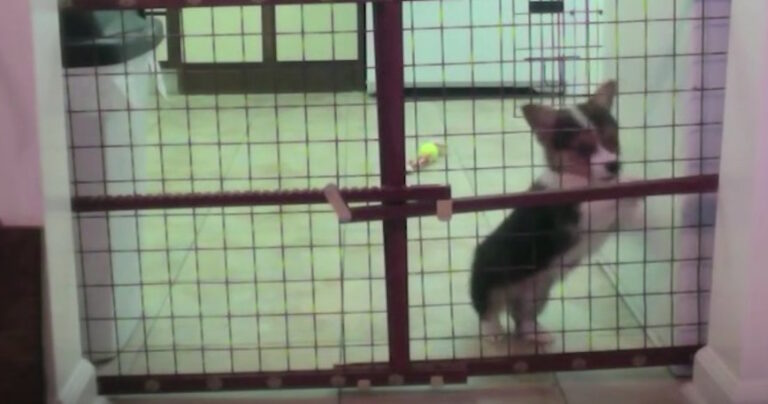 Έβαλε κάμερα για να δει επιτέλους πώς δραπετεύει το μικρό σκυλάκι Corgi