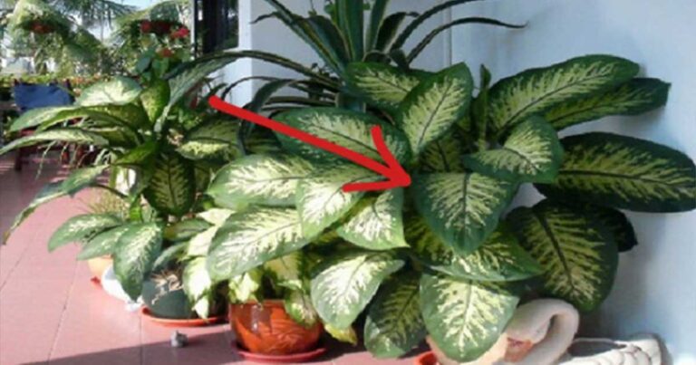 SOS: Φυτό που υπάρχει σε χιλιάδες σπίτια προκαλεί τοξική δηλητηρίαση