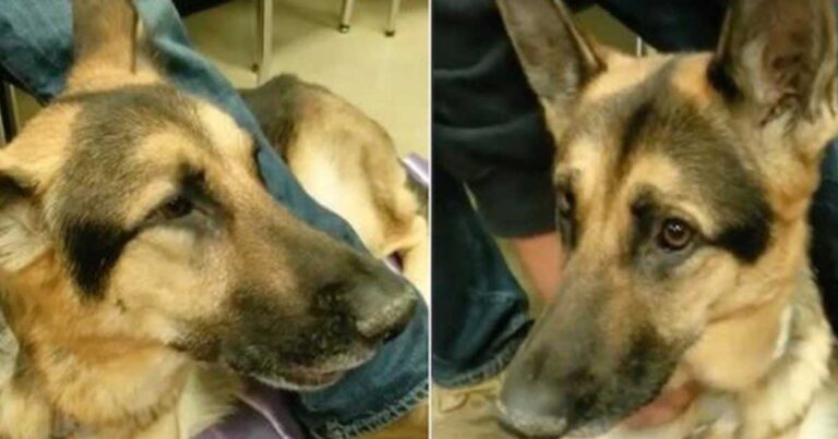Σκύλος με καρκίνο “τραγουδάει” λίγο πριν πεθάνει από καρκίνο. Το βίντεο που δάκρυσε όλο το διαδίκτυο.