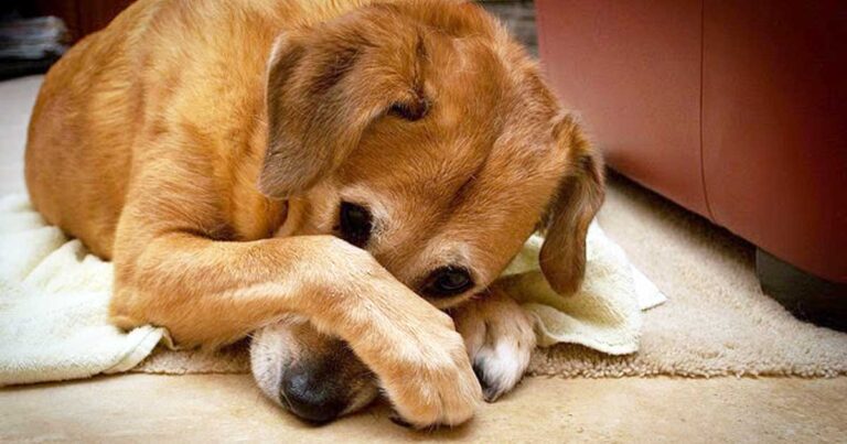 Γιατί δεν πρέπει ποτέ να χτυπάτε τον σκύλο σας.