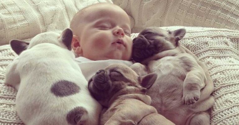 25 ενδείξεις ότι κάθε άτομο χρειάζεται πραγματικά έναν σκύλο στη ζωή του