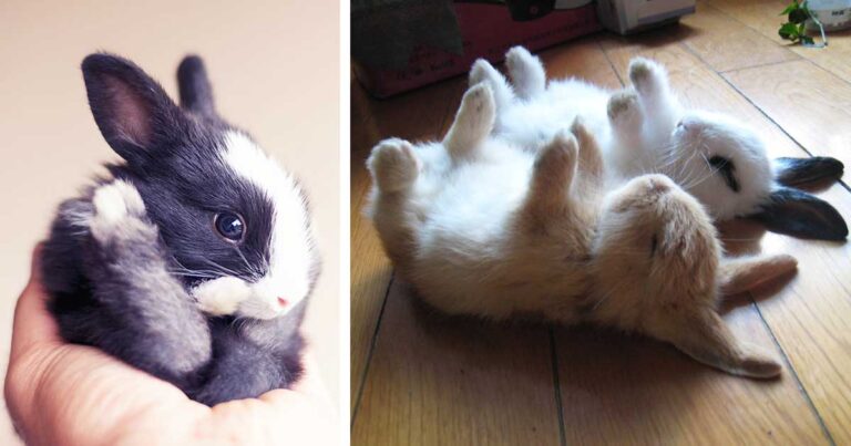 40 φωτογραφίες από πανέμορφα λαγουδάκια