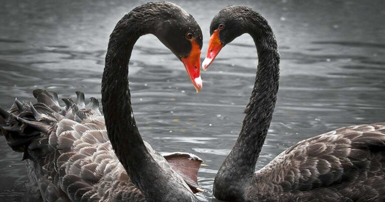 Η σκοτεινή ομορφιά των μαύρων κύκνων – Σπάνιοι και εντυπωσιακοί