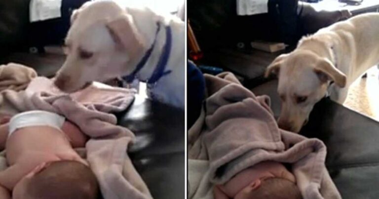 Αξιολάτρευτο λαμπραντόρ σε ρόλο «νταντάς», σκεπάζει μωράκι που κοιμάται!