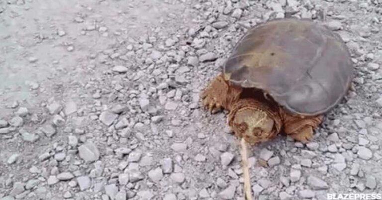 Μετά από αυτό το βίντεο θα αλλάξετε γνώμη για της χελώνες!