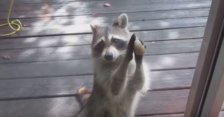 Αυτό το ρακούν ζητά απεγνωσμένα προσοχή. Δείτε τι κάνει για να την αποσπάσει!