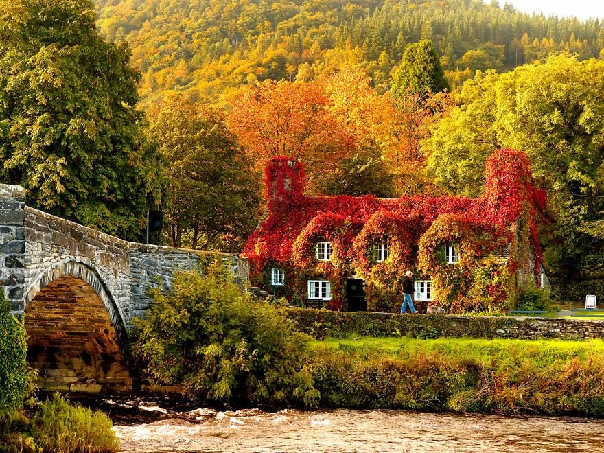 Autumn colours surround the Tu Hwnt i'r Bont tearooms on the banks of the River Conwy