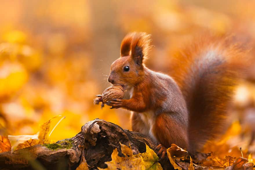 Red squirrel spinning a walnut to find a perfect side to put it into the mouth.