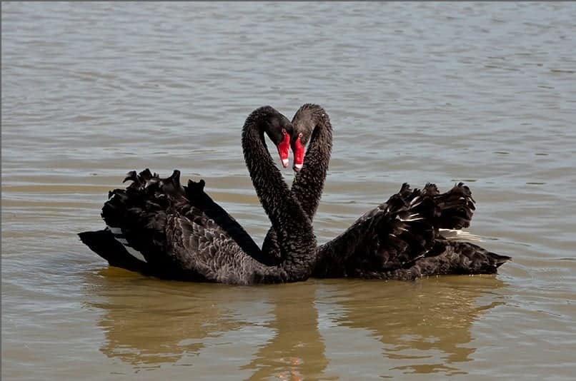 Yerrabi’s Waterfront Black Swans Exhibition Print. Day minus 21, 11 November, 2011. I was photographing one of three pairs raising cygnets on Yerrabi Pond. Here 'my' male Black Swan pushes with his neck into the neck of another male who was bringing his mob too close to the nest. With their neck feathers all fluffed up the two male black swans look the mirror image of each other.