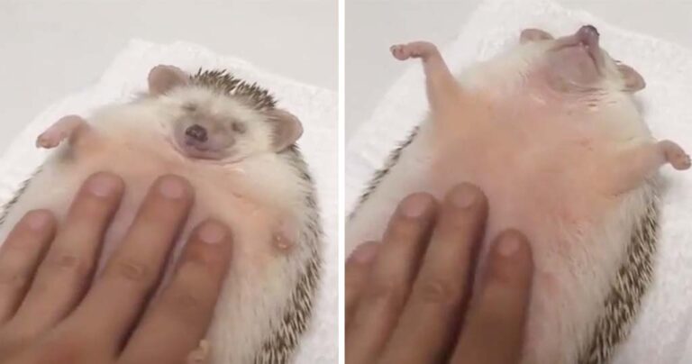 Τρίβει την κοιλιά του σκατζόχοιρου. Δείτε την αντίδρασή του!