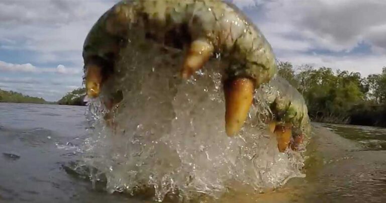 Πως είναι να βρίσκεστε μέσα στα σαγόνια ενός κροκόδειλου; Το National Geographic μας δίνει την απάντηση.