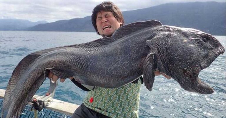 Ιάπωνας ψαράς έπιασε τεράστιο ραδιενεργό λυκόψαρο κοντά στη Φουκουσίμα