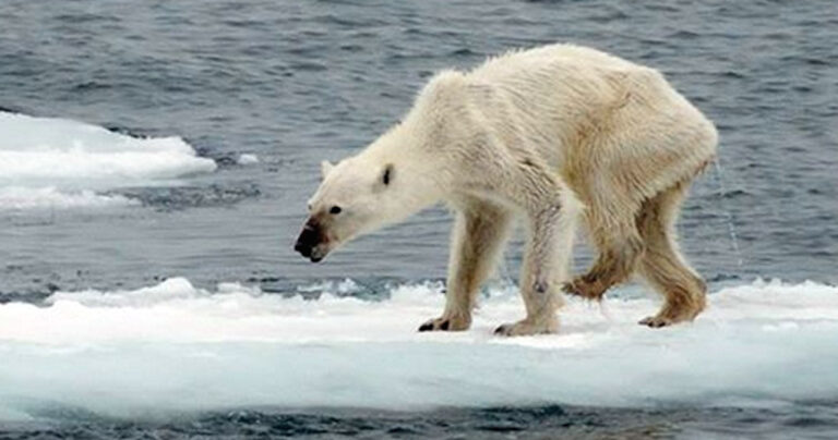 Και όμως, δείτε ντοκουμέντο ότι οι πολικές αρκούδες λιμοκτονούν!