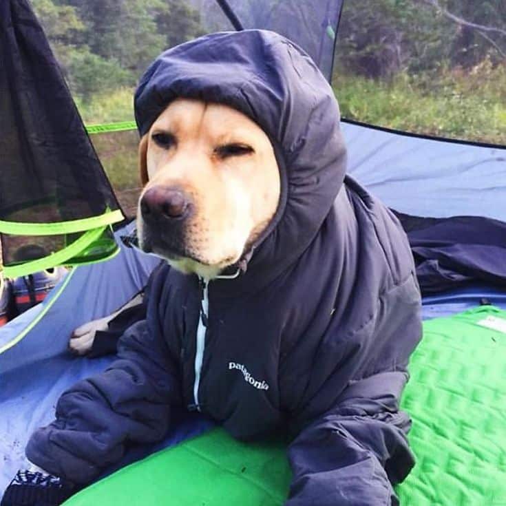 camping-with-dog-ryan-carter-63__605