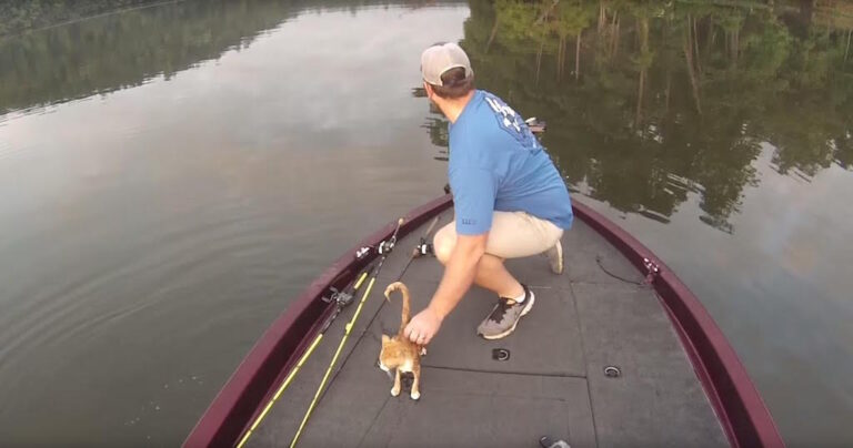 Ένα γατάκι κολυμπούσε μόνο του στη μέση της λίμνης. Δείτε τι γίνεται όταν πλησιάζει τη βάρκα τους!
