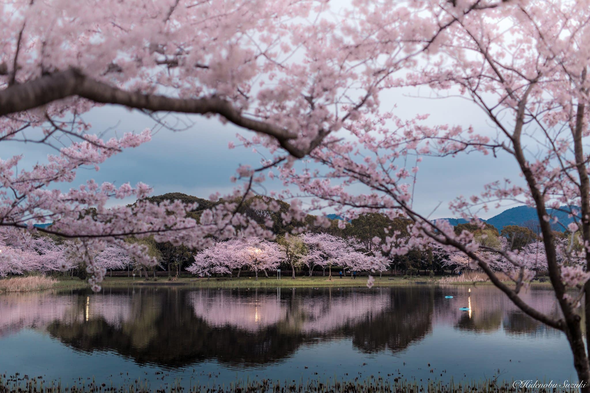 Сакура вода. Япония Сакура. Цветение Сакуры. Цветущая Сакура в Японии. Японский пейзаж.