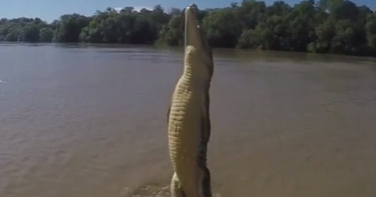 Ο κροκόδειλος που στέκεται στην ουρά του! Μιλάμε για απίστευτη δύναμη!