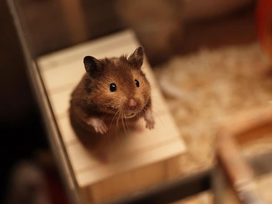 cute-hamsters-2__880