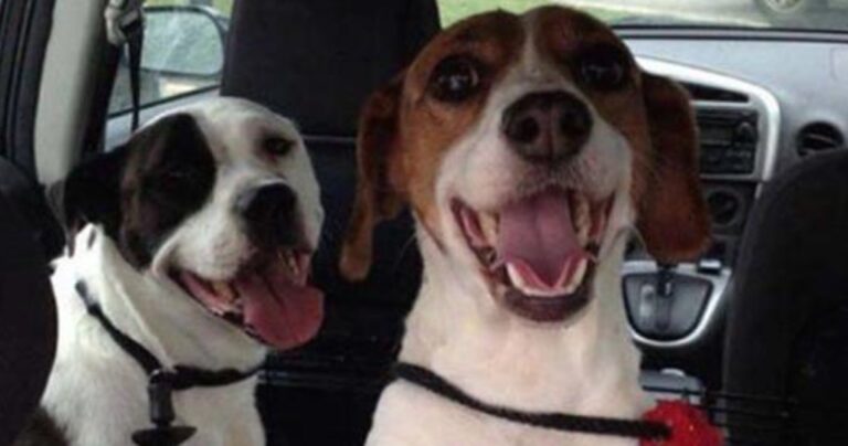 Σκύλοι στο αυτοκίνητο λίγο μετά την υιοθεσία τους!
