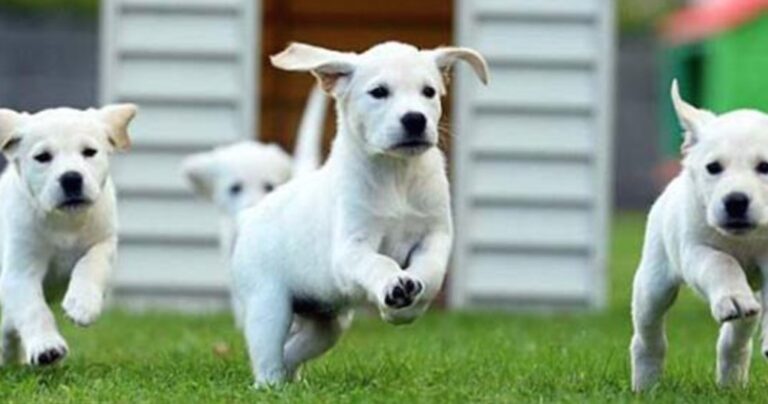 Στα άδυτα ενός σχολείου σκύλων: Πώς εκπαιδεύονται για να γίνουν οδηγοί τυφλών