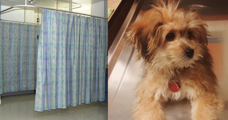 Η ανησυχία της άρρωστης γυναίκας για το σκυλάκι της θα σας κάνει να  λιώσετε!