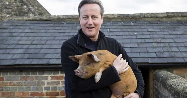 #piggate: O Κάμερον φέρεται να ασέλγησε σε γουρούνι. Χάος στη Βρετανία.