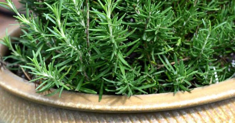 10 σούπερ τροφές που “ταΐζουν” το μυαλό μας, τη μνήμη μας και την ψυχολογία μας