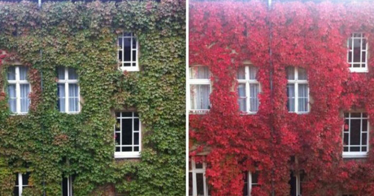 24 πανέμορφες φωτογραφίες «πριν και μετά» την έλευση του Φθινοπώρου