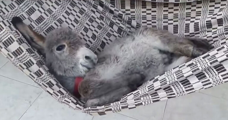 Γαϊδουράκι χαλαρώνει… σε αιώρα και τρελαίνει το διαδίκτυο!