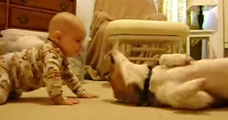 Η τρυφερή στιγμή ενός σκύλου που συναντά ένα μωράκι για πρώτη φορά!