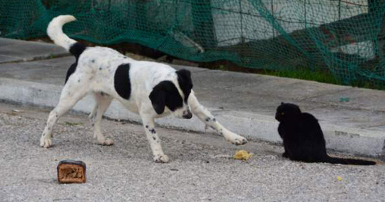 Σέρρες: Σύλληψη και 30.000 ευρώ πρόστιμο σε 56χρονο που πυροβόλησε σκύλο