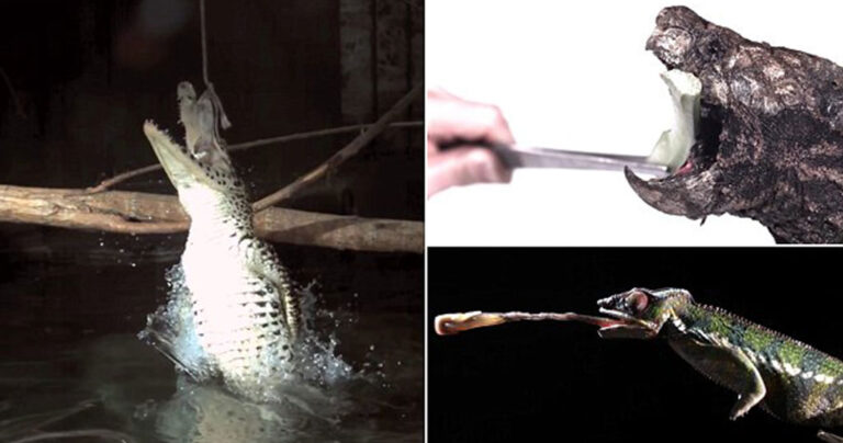 Η επίθεση θανατηφόρων ζώων σε αργή κίνηση σε ένα εκπληκτικό βίντεο