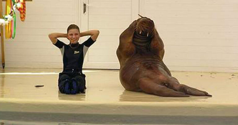 Θαλάσσιος ίππος κάνει κοιλιακούς καλύτερα από πολλούς ανθρώπους!