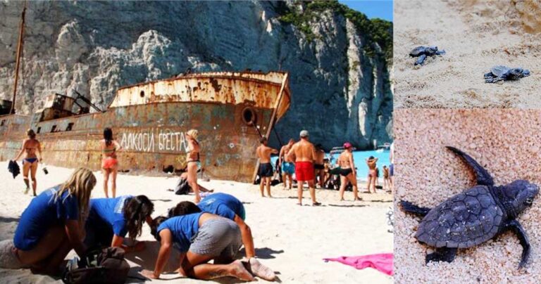 Χελωνάκια Caretta Caretta για πρώτη φορά στην παραλία «Ναυάγιο»της Zακύνθο