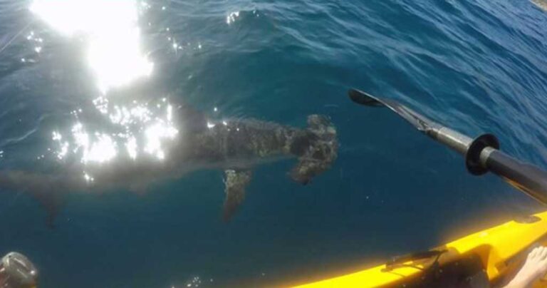 Σφυροκέφαλος καρχαρίας επιτίθεται σε ψαρά με καγιάκ