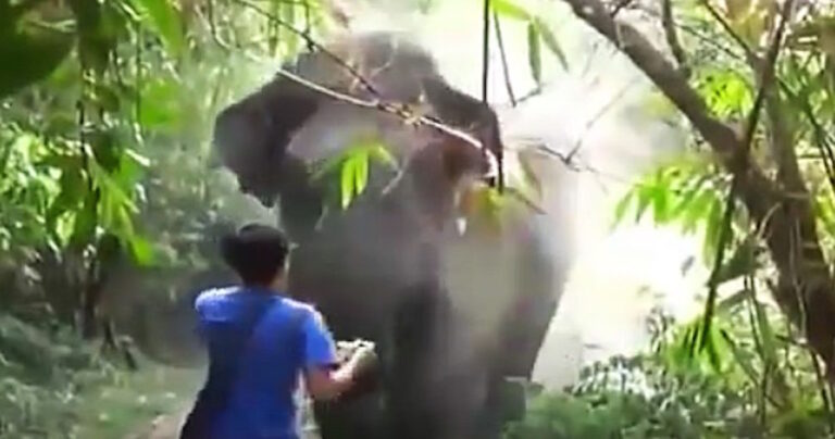 Ο ελέφαντας κάνει κατά μέτωπο επίθεση! Δείτε όμως τι κάνει αυτός!