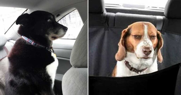 13 αξιολάτρευτα ζώα που συνταξιδεύουν σε αμφιλεγόμενη κατάσταση ενθουσιασμού