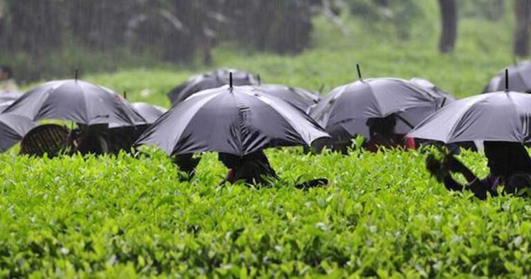 Η θλιβερή ιστορία που κρύβεται πίσω από ένα φακελάκι τσαγιού