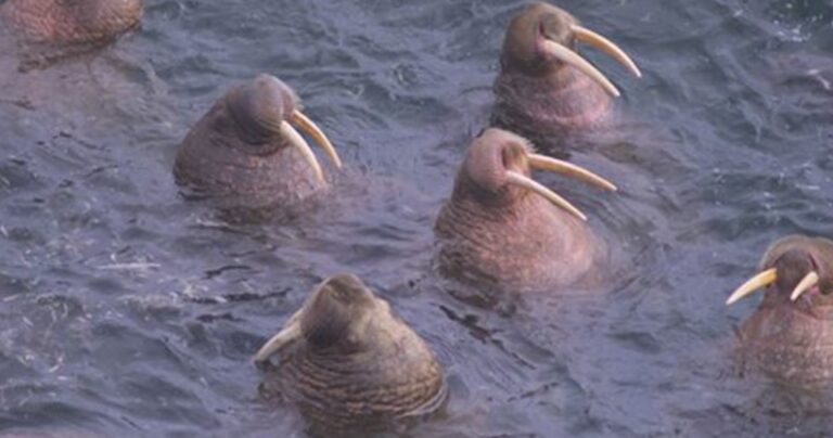 Αστείοι τρόποι που κοιμούνται τα ζώα!