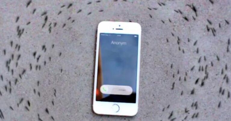 Δείτε την παράξενη συμπεριφορά των μυρμηγκιών γύρω από ένα κινητό τηλέφωνο iPhone