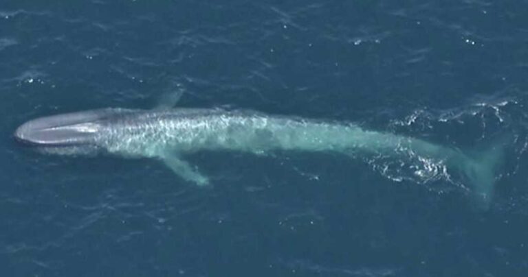 Της έπαιρνε συνέντευξη όταν ξαφνικά τους διέκοψε μια… γαλάζια φάλαινα!