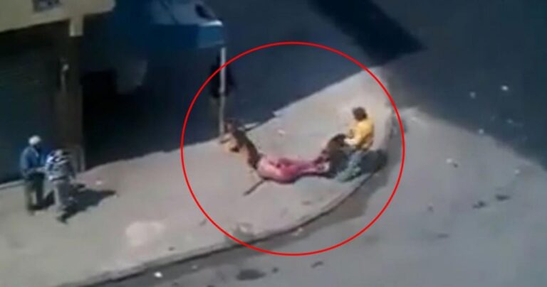 Πετούσαν πέτρες εναντίον σκύλων αλλά… δεν περίμεναν τέτοια “αντεπίθεση”!