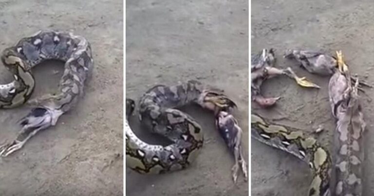 Πύθωνας παραέφαγε και… βγάζει τα πέντε πουλιά που καταβρόχθισε