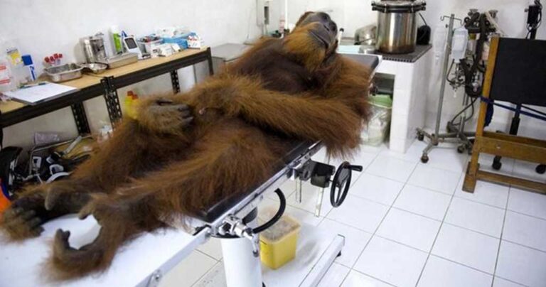 Μία εικόνα 1000 λέξεις: Οι τελευταίοι ουρακοτάγκοι του κόσμου.