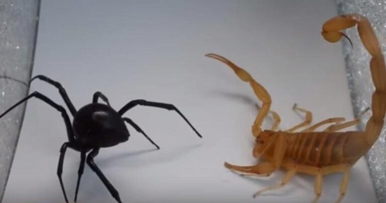 Θανατηφόρα αναμέτρηση μιας μαύρης χήρας εναντίον ενός σκορπιού