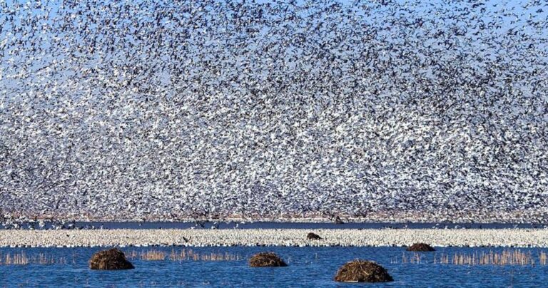 Η μαζική φυγή 1,3 εκατομμυρίων χηνών σε εκπληκτικές φωτογραφίες!