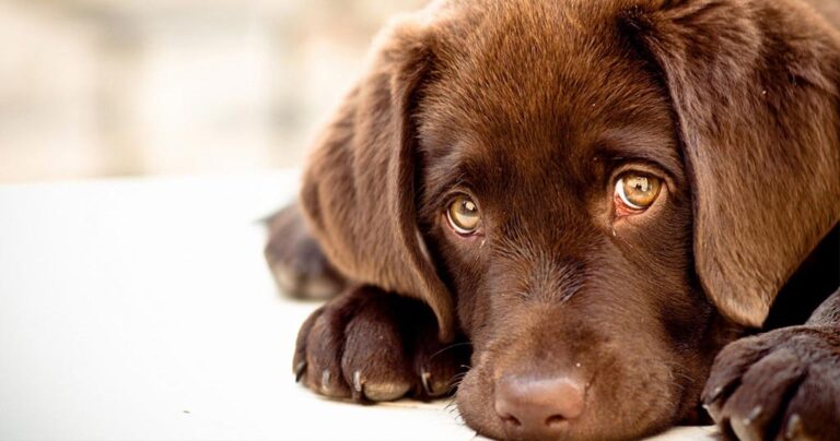 66 κουτάβια που μπορούν να λιώσουν και τις πιο σκληρές καρδιές