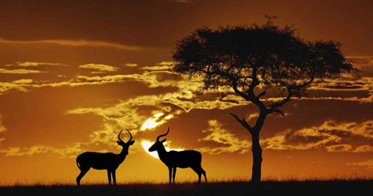 Εκπληκτικές εικόνες από φιγούρες ζώων με φόντο την ανατολή & δύση του ήλιου!